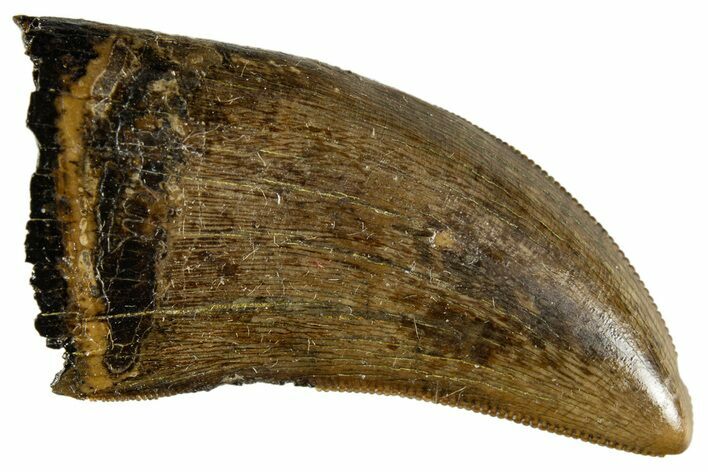 Serrated Tyrannosaur Tooth - Judith River Formation #313298